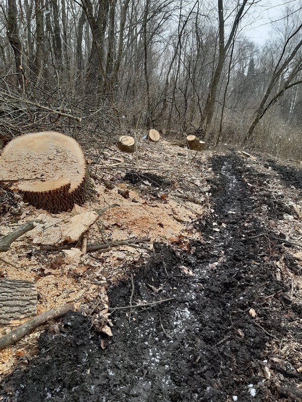 У дендропарку «Киселівський «Гайдейка» за два роки незаконно вирубали дерев майже на пів мільйона гривень 