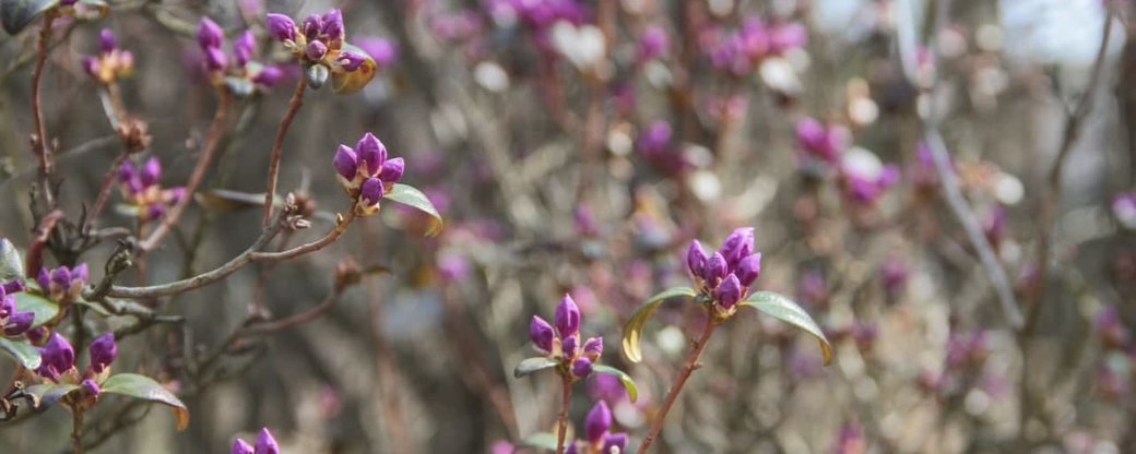 Рябчик гірський, проліски, тюльпани, бадан: у чернівецькому ботсаду зацвіли квіти