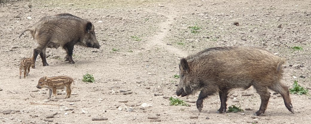 Двоє смугастих кабанчиків народилося у лісгоспі Чернівецької області  