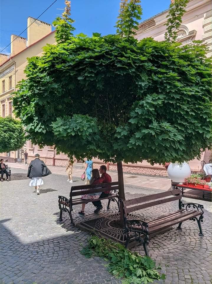 Вантажівки, якими на пішохідну вулицю Кобилянської завозять товари, ламають декоративні клени