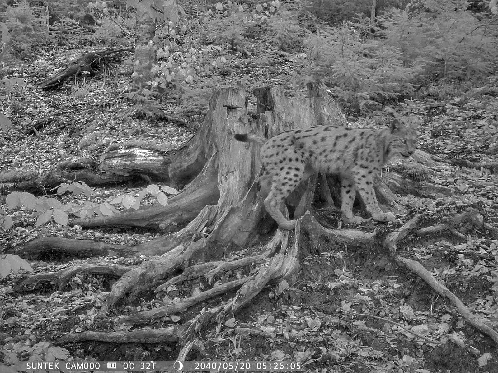 Міжнародний день рисі. Три причини чому сьогодні варто згадати про найбільшу кішку Європи, яка є символом Українських Карпат!