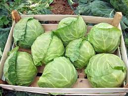 За 20 років буряки, картопля і капуста будуть у дефіциті: Буковина у переліку регіонів, які найбільше страждають від перепадів погоди  