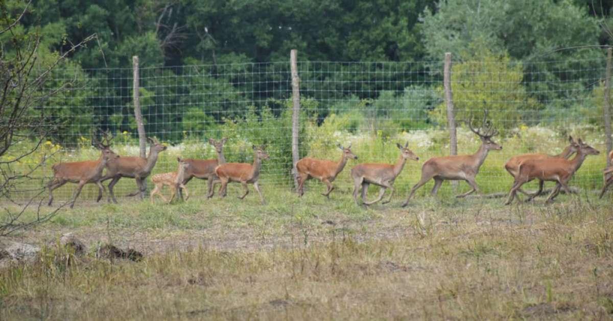 На Буковині збудують величезний вольєр для збільшення популяції оленів