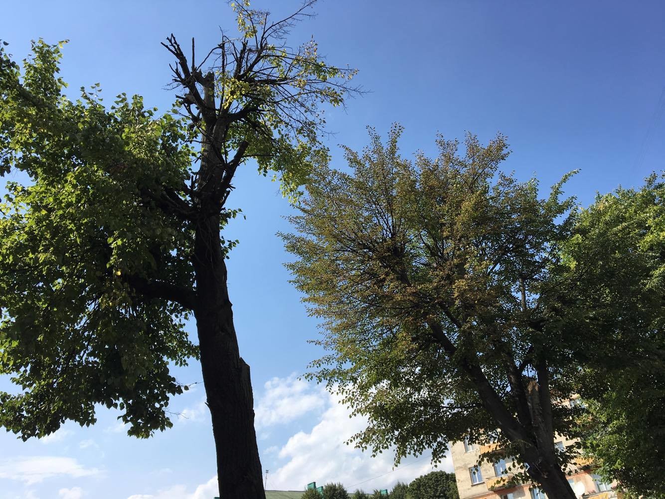 Відпрацьовуватимуть техніку з обстеження, кронування та обрізання дерев: в парку імені Юрія Федьковича відбудеться майстерклас з догляду за зеленими насадженнями