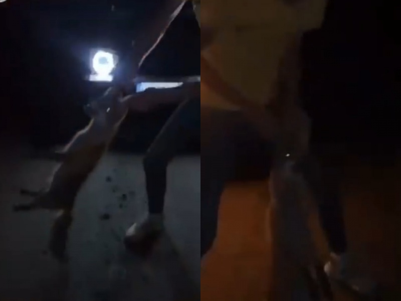 Знущання над лисеням: поліцейські встановили автомобіль і компанію молодиків, причетних до жорстокого поводження з твариною 