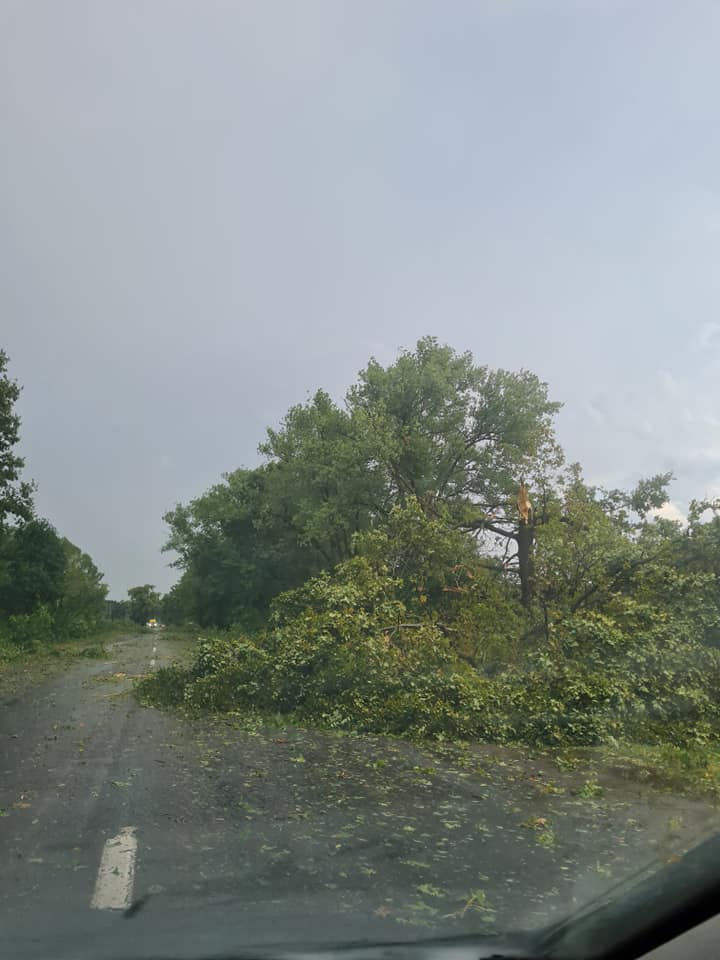 Потужний буревій пронісся Буковиною: дерева падали, як сірники