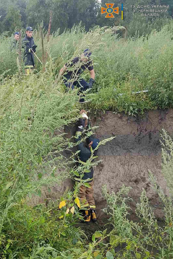 На Буковині рятувальники двічі витягали собак з глибоких ям