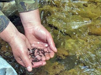 У річку Прут вселено майже 67 тис. мальків рідкісної струмкової форелі