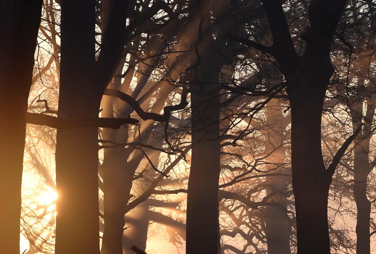 У світі під загрозою зникнення знаходяться 30% видів дерев