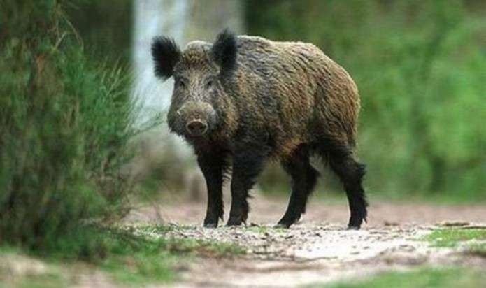На Буковині дикі свині нищать городину і загрожують людям