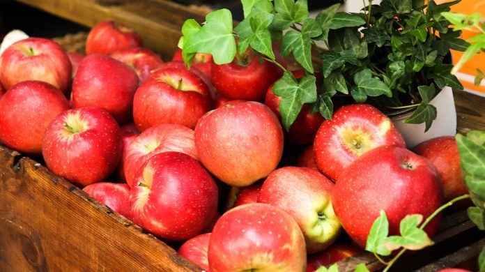 Цьогоріч яблучний сезон затримується на два тижні: врожайність і якість яблук всіх основних сортів на Буковині в рази перевершують показники 2020 року