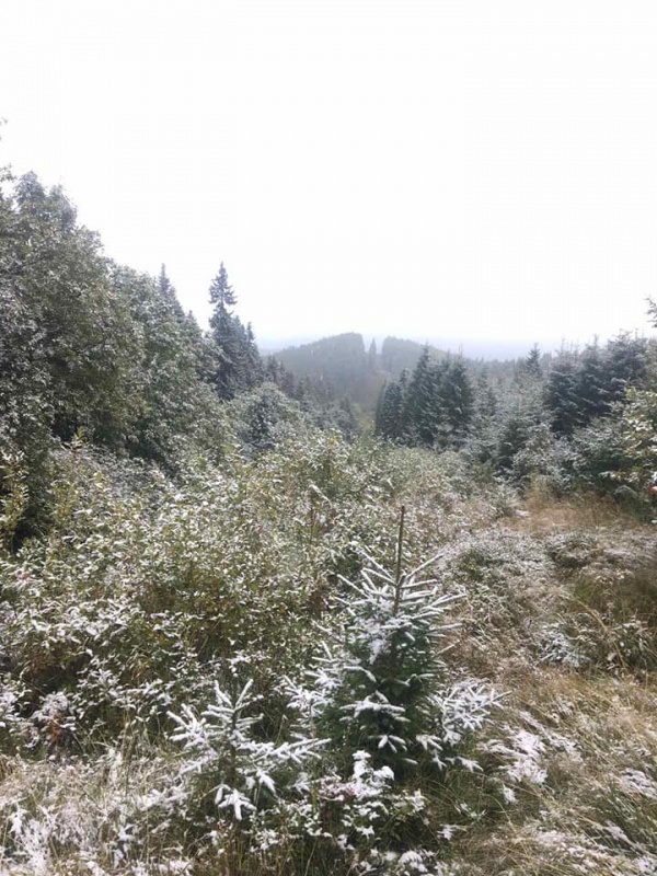 У горах Буковини випав ранній сніг 