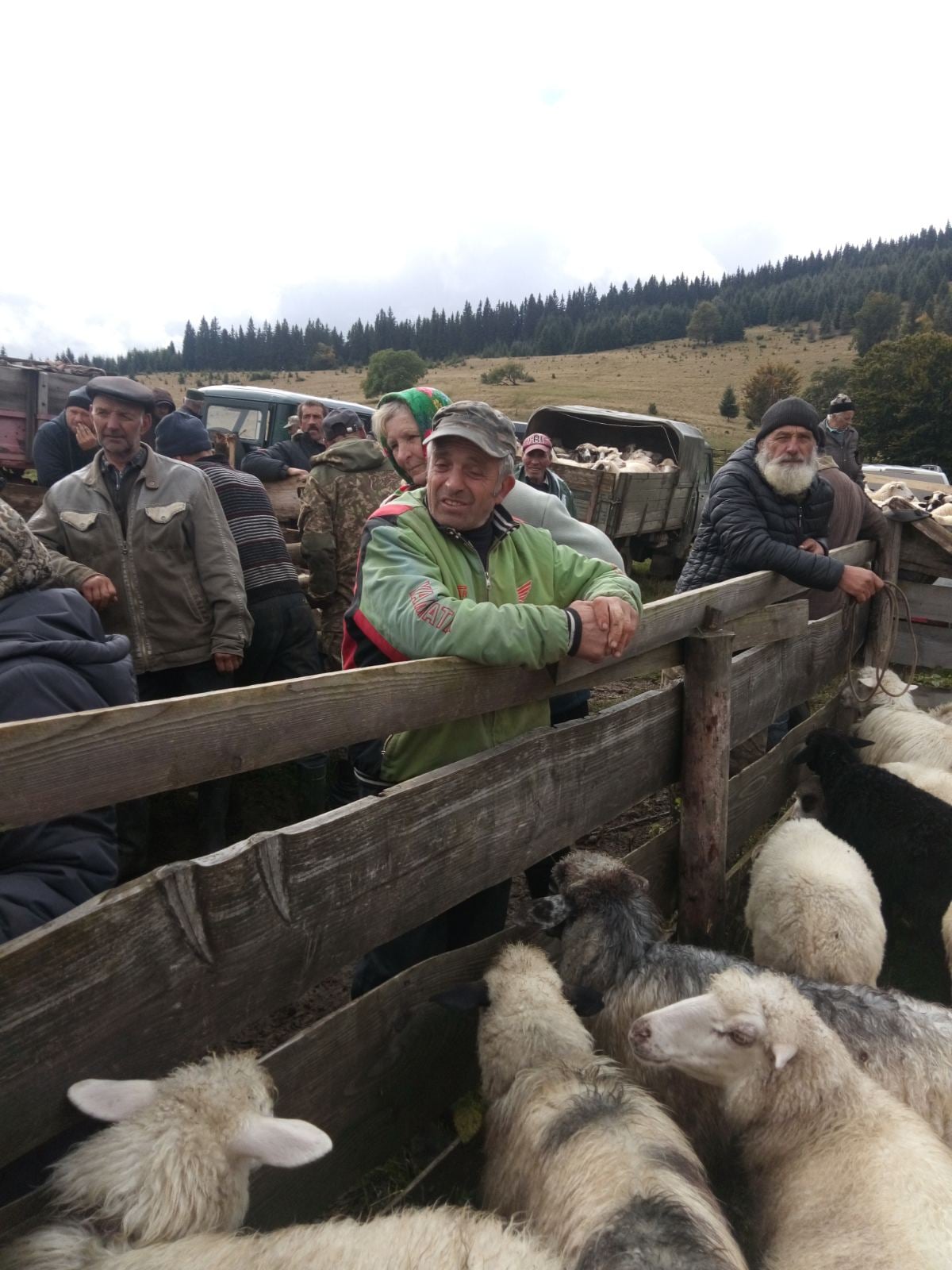 Буковинські гуцули розбирають маржину з карпатських полонин на зимівлю у села