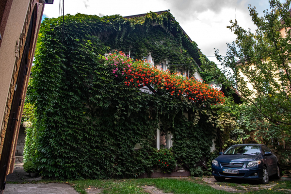 Чернівецький фотограф Тарас Піц показав, як виглядають англійські джунглі у середмісті (ФОТО)