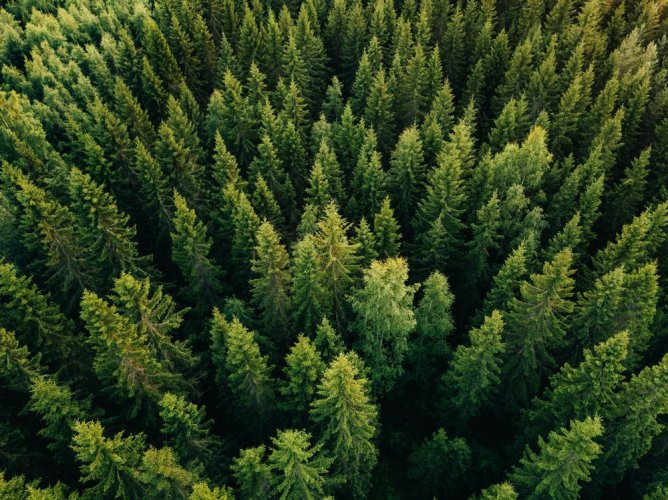 Ізраїль допоможе Україні створити нові ліси і посадити мільярд дерев по всій території країни 