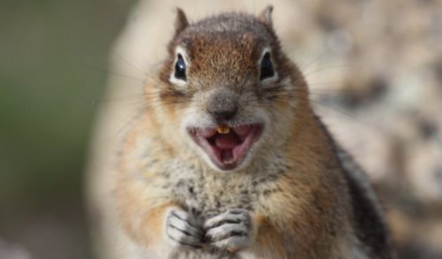 Скажена білка з парку Шевченка покусала двох людей у Чернівцях, які рятували її від кішки: дві вулиці міста – на карантині