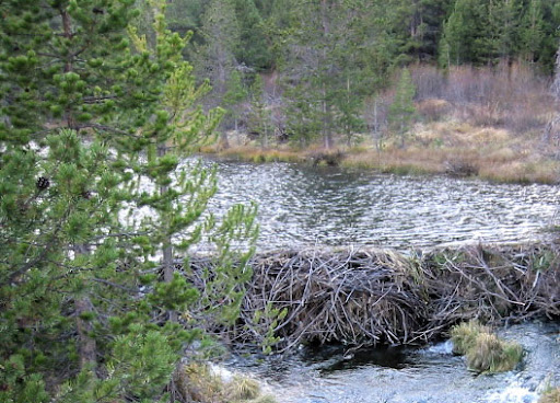 Бобри затопили хати