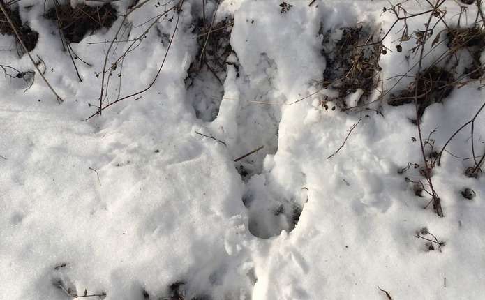 У Чернівецькій області рахують оленів, ведмедів та іншу дичину