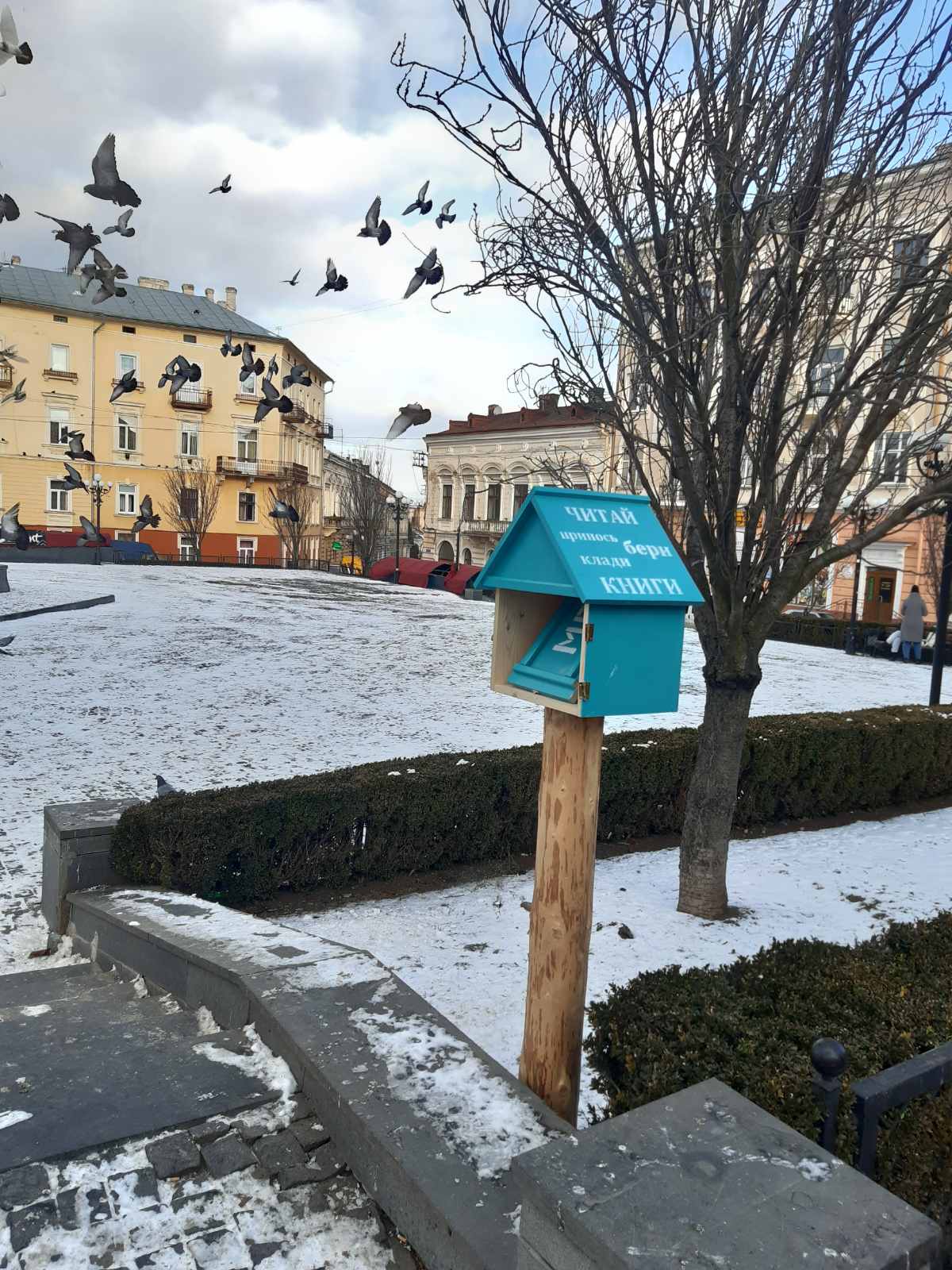 На Буковині домашні голуби це не краса, а справжня біда