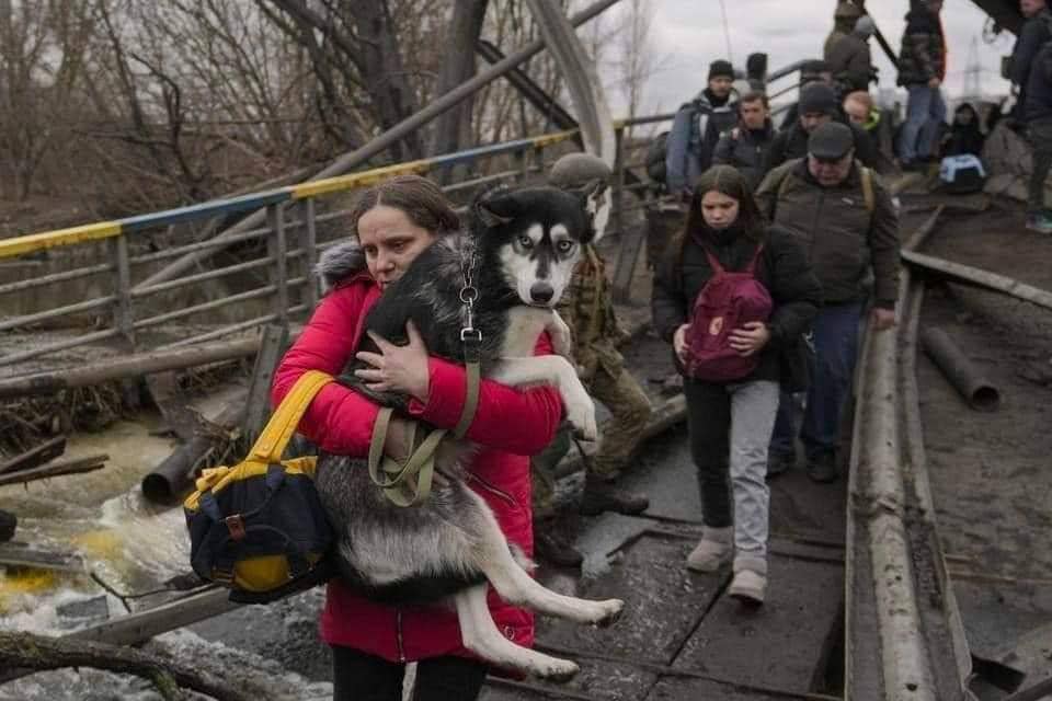Save Pets of Ukraine: стартувала ініціатива з допомоги чотирилапим під час війни 