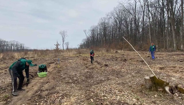 На Буковині розпочали весняну висадку лісів