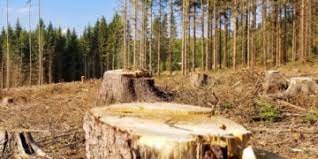 Житель Ванчиківців незаконно зрубав 70 дерев