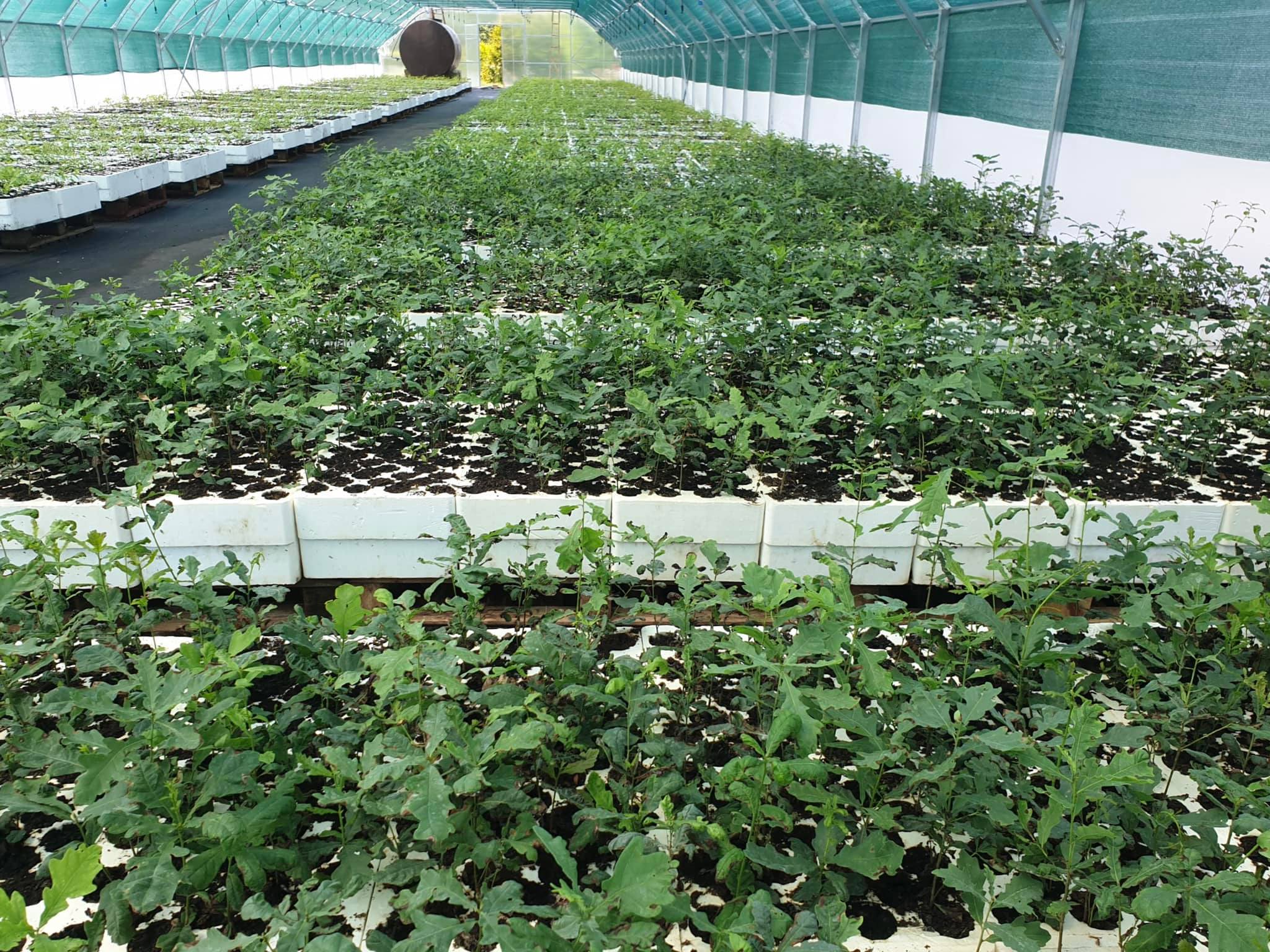 У 2022 році на Буковині планують заліснити 1225 гектарів - найбільше за останні тридцять років 