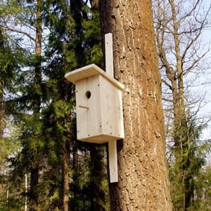 Змайстрували 730 нових шпаківень: на Буковині готові зустрічати перелітних птахів незважаючи на воєнні дії в Україні