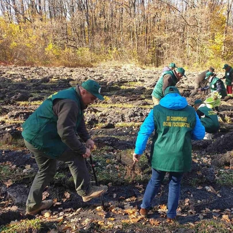 На Буковині з початку весняної кампанії висадили 157 тисяч сіянців дерев різних порід