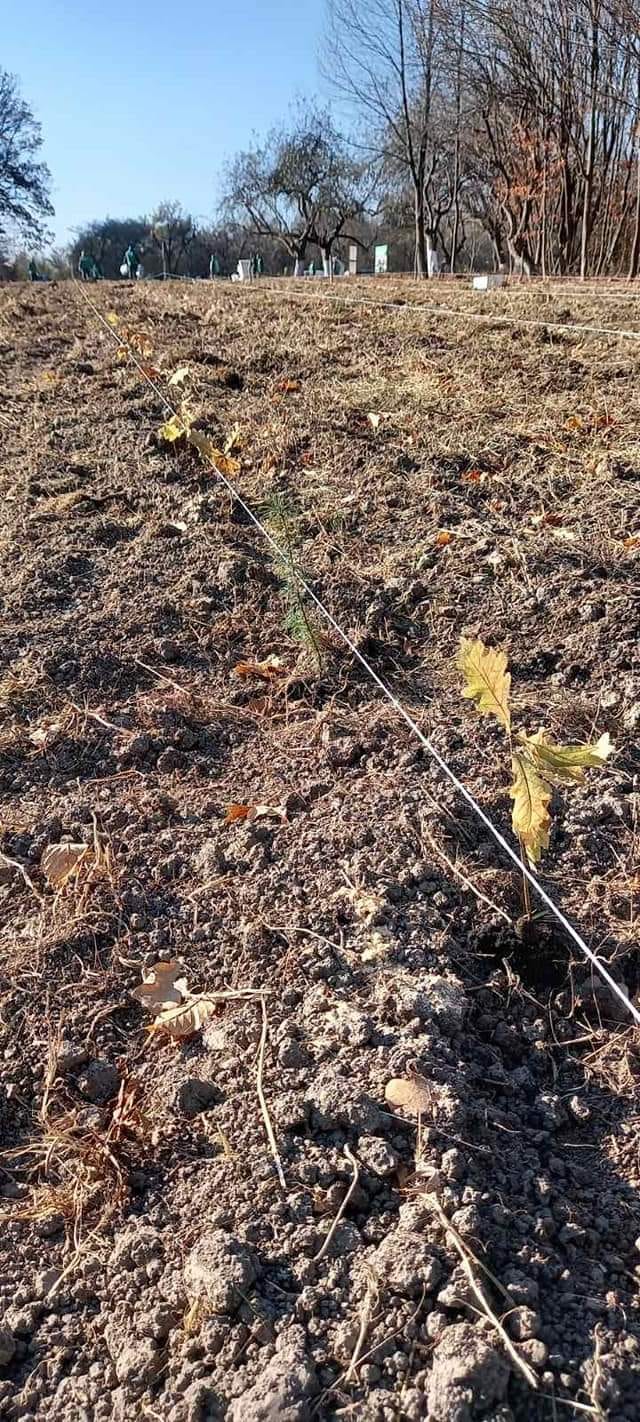 На Буковині торік відтворили лісів на майже десять відсотків меншій площі, ніж у довоєнному році    



