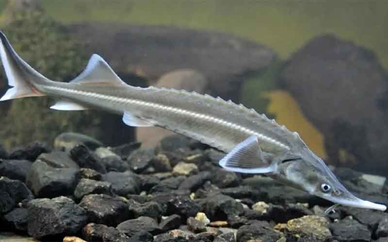 В районі села Дорошівці у Дністер випустили дві тисячі мальків червонокнижної стерляді