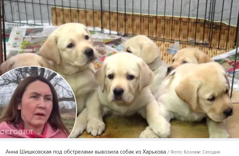 Своїх не кидають: переселенці з Харкова вивезли на Буковину півсотні собак (відео)