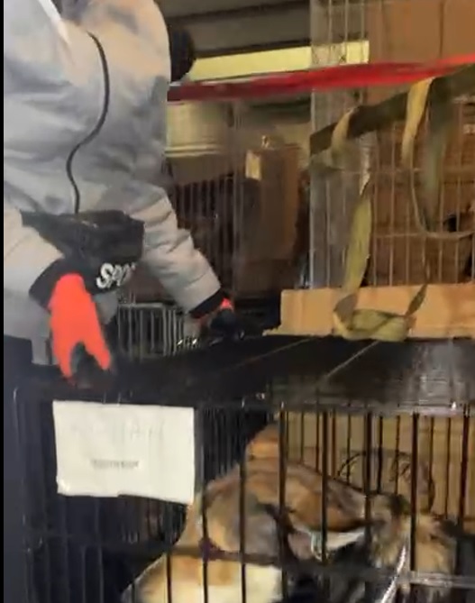 Понад три десятка собак, які вивезли до Чернівців з Ірпеня, відправили до Румунії (ВІДЕО)