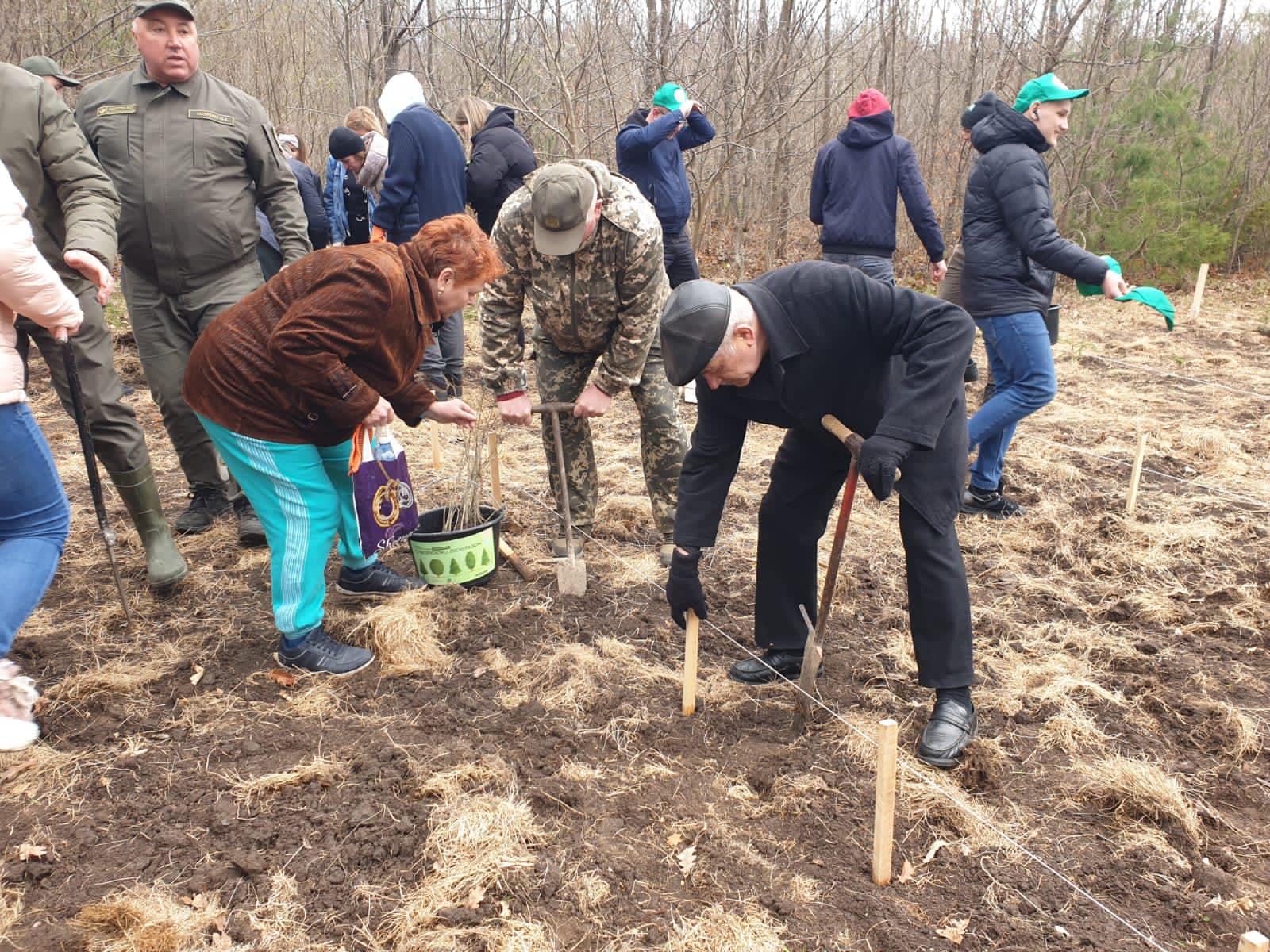 На Буковині, де раніше були сінокоси, за годину висадили новий дубовий ліс
