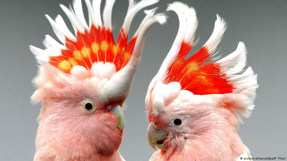 У кого пропав папуга - телефонуйте: ваш домашній улюбленець живий