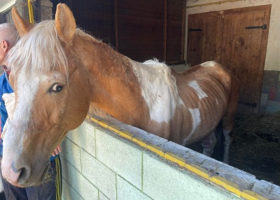 На території 'Буковинської Трої'  виявили трьох занедбаних коней у жахливому стані 