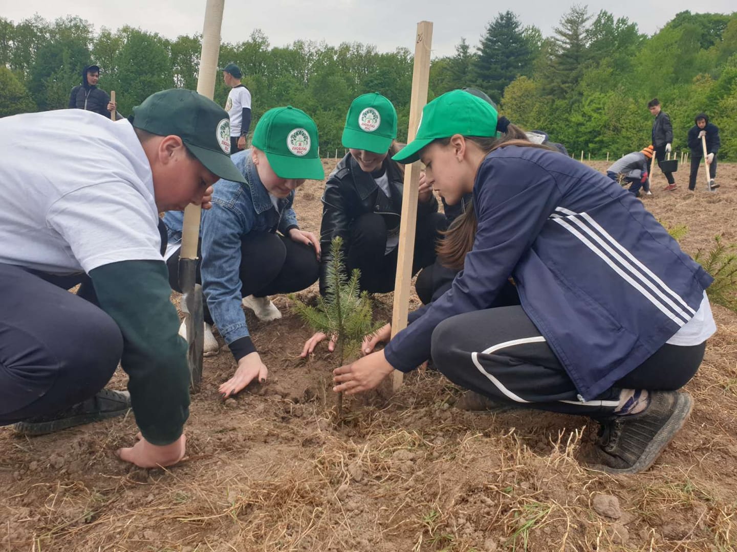 Півмільйона дубів та ялиць висадили на Буковині 