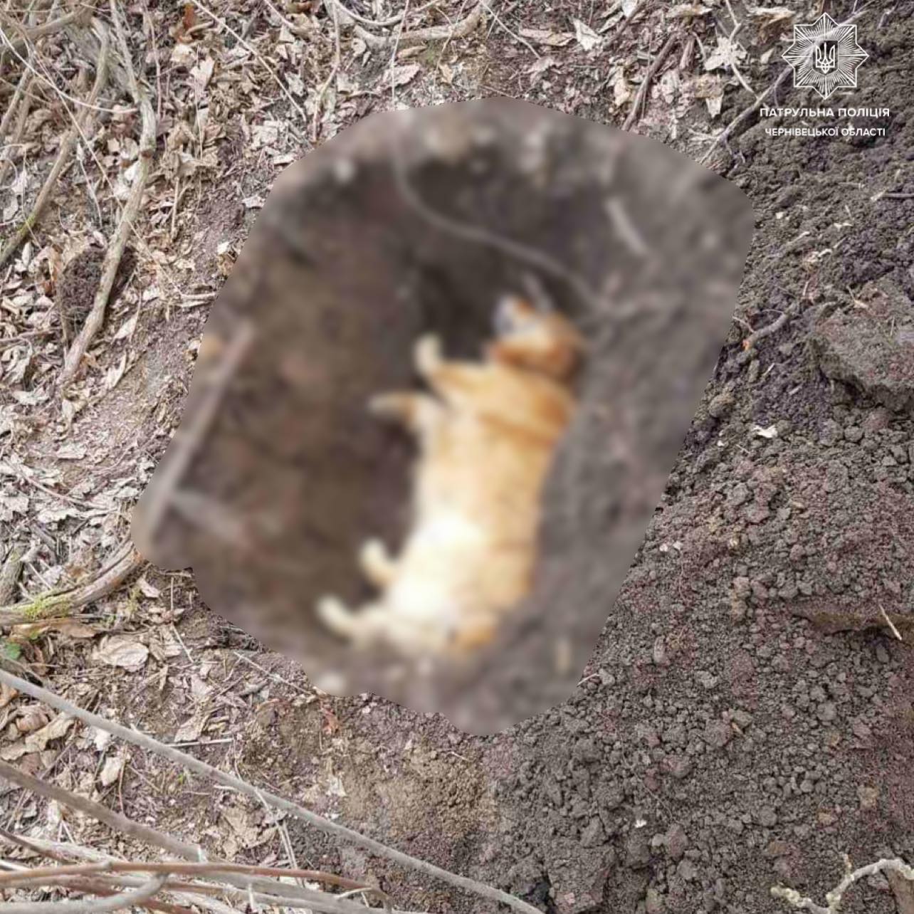 У Чернівцях живодер отруїв трьох собак на Рівненській 