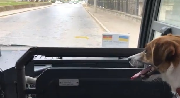 До Італії з Чернівців сьогодні їде собака Мері, син якої, відомий на всю країну собака-піротехнік Патрон, продовжить винюхувати російську вибухівку 