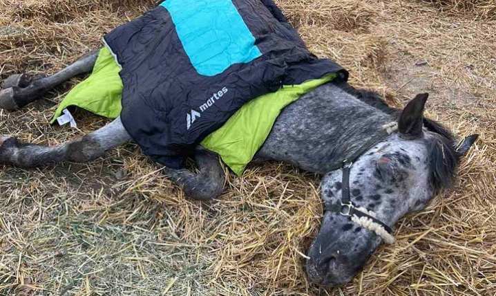Вмирав у жахливих муках: під Чернівцями у кінному клубі помер цирковий кінь