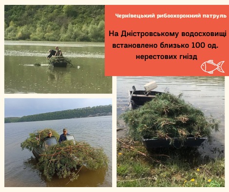 На Дністровському водосховищі встановлено близько 100 од. нерестових гнізд