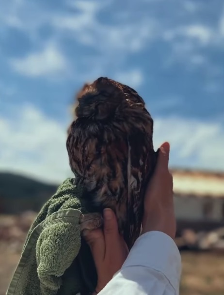 Заплуталася у скотчі і не могла звільнитися: у Чернівцях врятували сову