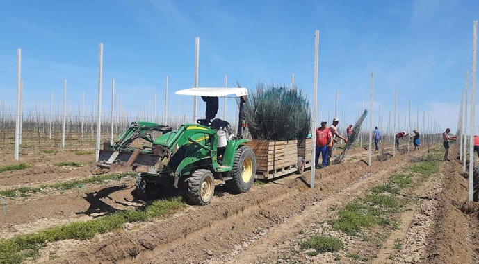 На Буковині закладають суперінтенсивний яблуневий сад