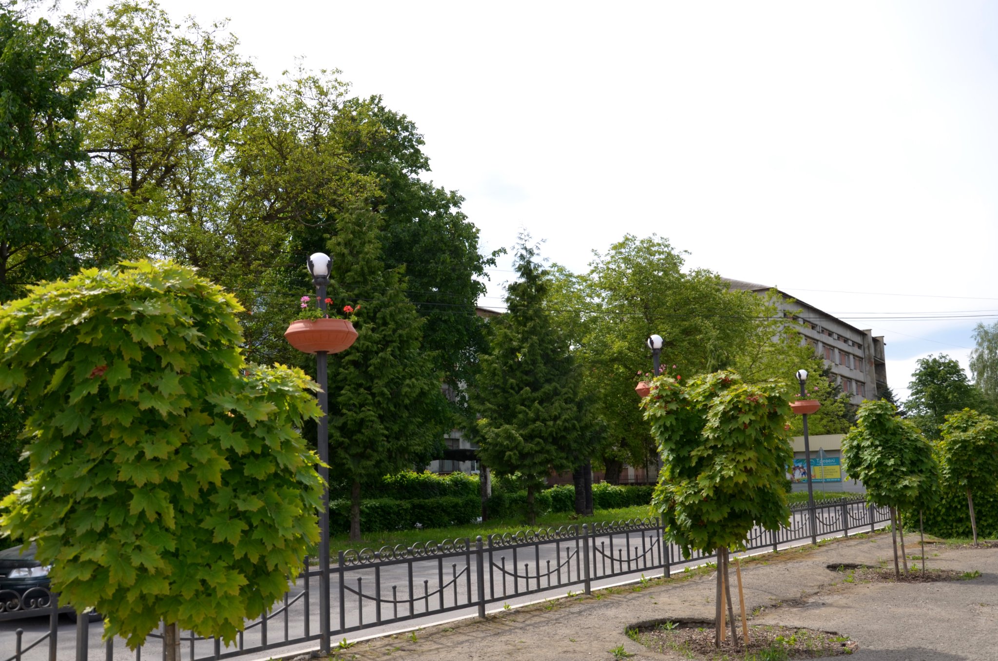 Декоративні клени у центрі Хотина регулярно поливають, а  з центральної площі міста прибрали дерев’яні ятки 