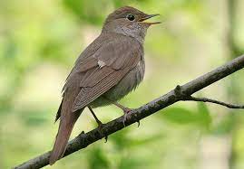 Витьохкує на Буковині, як і колись, але, на жаль, все рідше й рідше