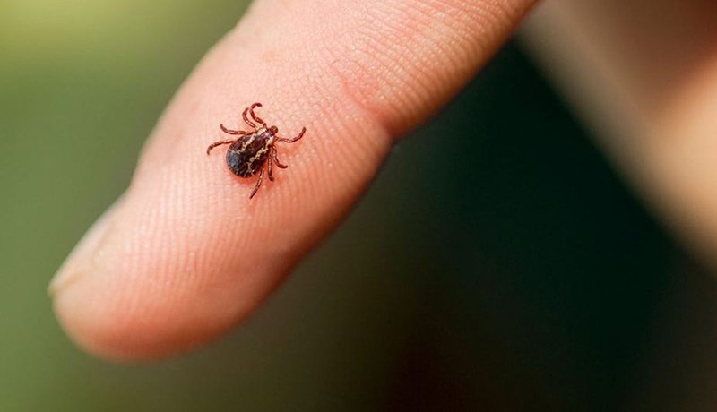 На багатьох чернівецьких локаціях виявили заражені бореліозом кліщі 