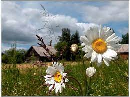 Вже й середньоліття  духм’яніє в буковинських травах 