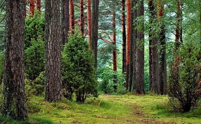 У Чернівецькій області тривають атаки на лісову галузь