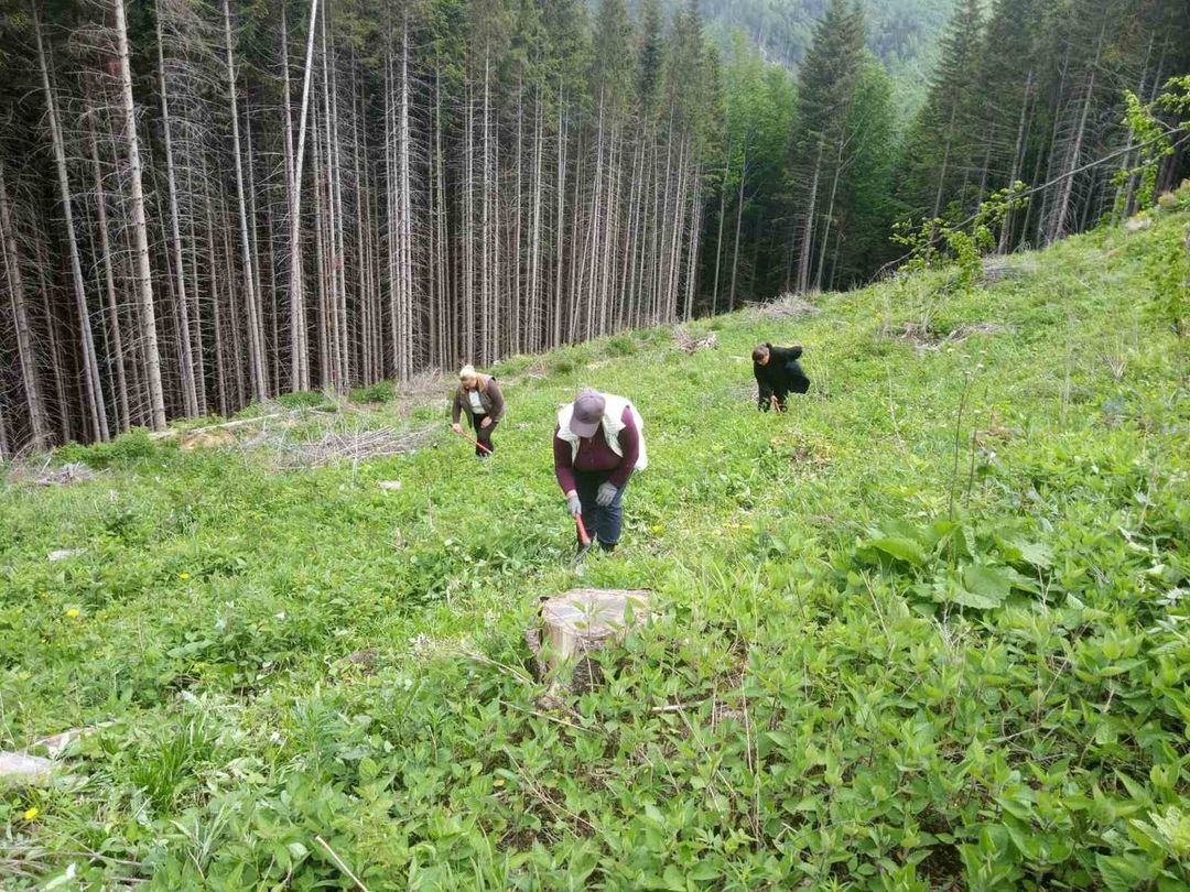 На Буковині після об'єднання лісгоспів зарплата працівників зросла майже на 51%