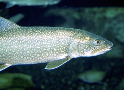 Знищена в біотермічній ямі: риба, яка загинула в Лужанах була непридатна навіть для лабораторних досліджень, а вода у річці виявилась отруєною  